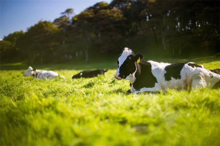 Slika /slike/Genericke/2019-krave na pasnjaku.jpg